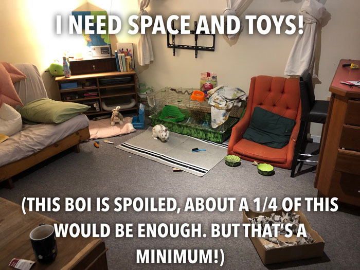 Bunny Owner Explains Why You Shouldn’t Get One Before Easter Bunny Owner Explains Why You Shouldn’t Get One Before Easter