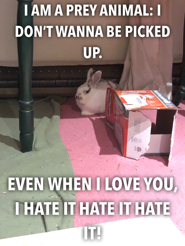 Bunny Owner Explains Why You Shouldn’t Get One Before Easter Bunny Owner Explains Why You Shouldn’t Get One Before Easter