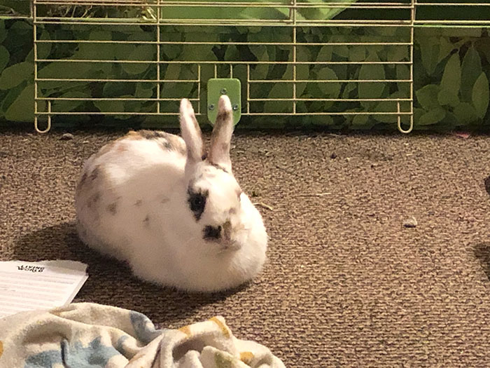 Bunny Owner Explains Why You Shouldn’t Get One Before Easter Bunny Owner Explains Why You Shouldn’t Get One Before Easter
