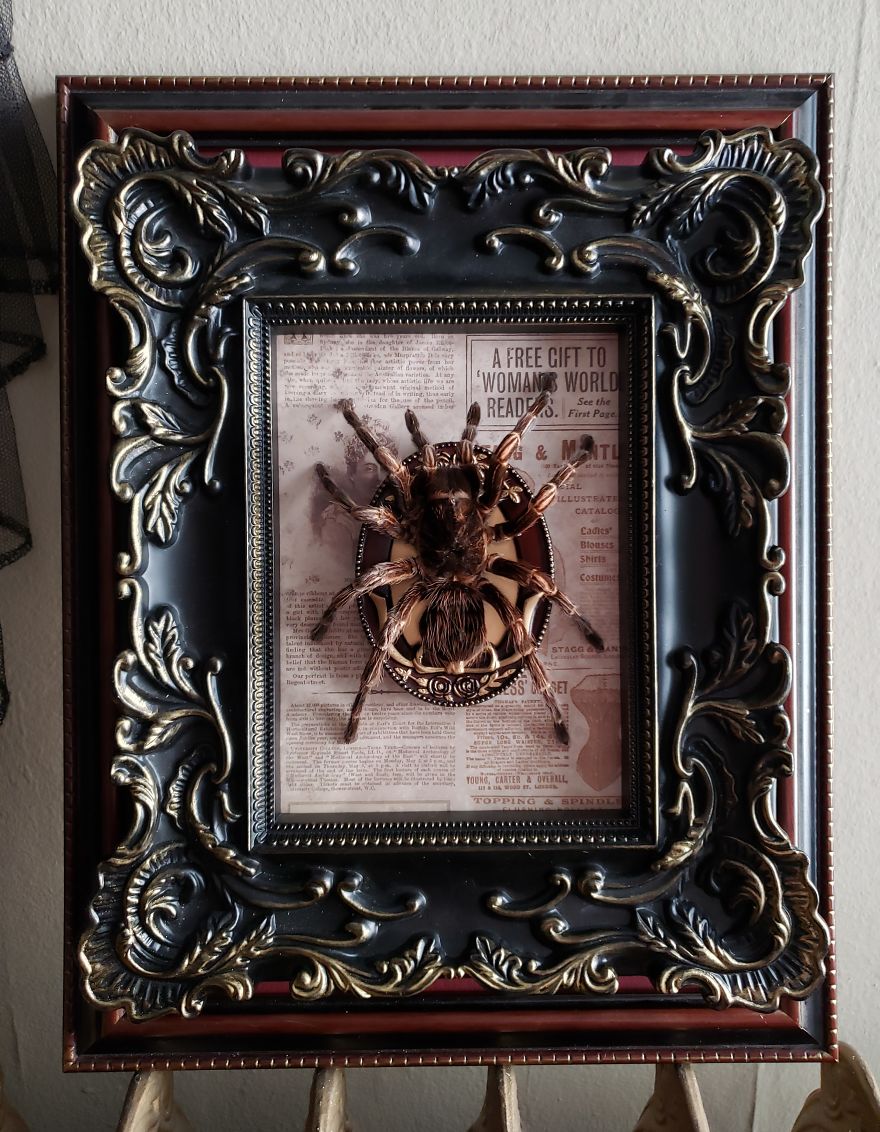 I Create Baroque And Gothic Wall Mounts Out Of Taxidermied Spiders I Create Baroque And Gothic Wall Mounts Out Of Taxidermied Spiders