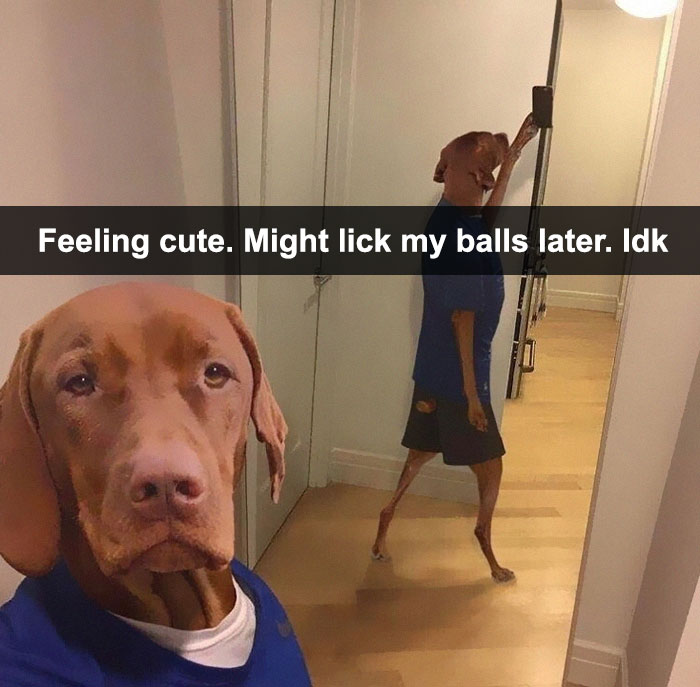 30 Hilarious Responses To #FeelingCute Challenge 30 Hilarious Responses To #FeelingCute Challenge