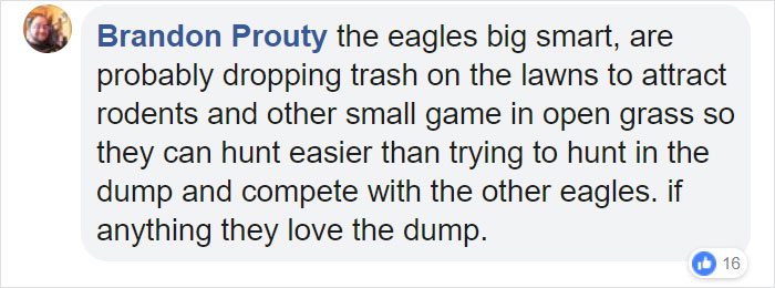 Bald Eagles Are Carrying Trash From A Landfill To Seattle Suburbs And People Don’t Know What To Do About It Bald Eagles Are Carrying Trash From A Landfill To Seattle Suburbs And People Don’t Know What To Do About It