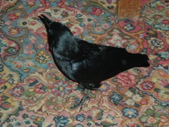 Seattle Man Has Been Feeding A Crow Family For Years, Has His “Mind Blown” After They Bring Him Presents Seattle Man Has Been Feeding A Crow Family For Years, Has His “Mind Blown” After They Bring Him Presents