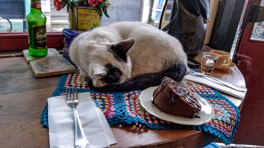 I Photographed Two Stray Cats Cuddling And I Swear This Is Not Staged I Photographed Two Stray Cats Cuddling And I Swear This Is Not Staged