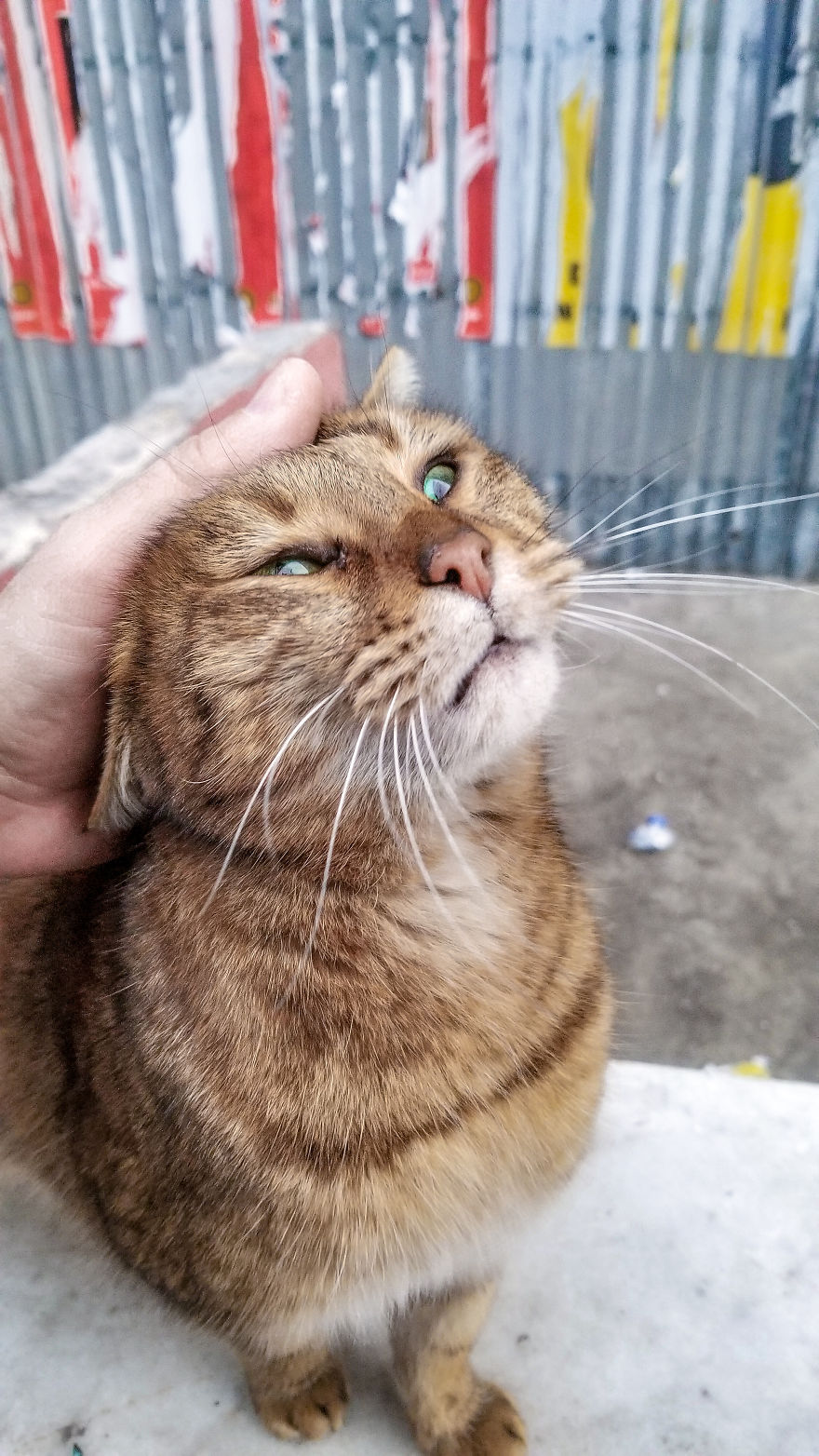 I Photographed Two Stray Cats Cuddling And I Swear This Is Not Staged I Photographed Two Stray Cats Cuddling And I Swear This Is Not Staged