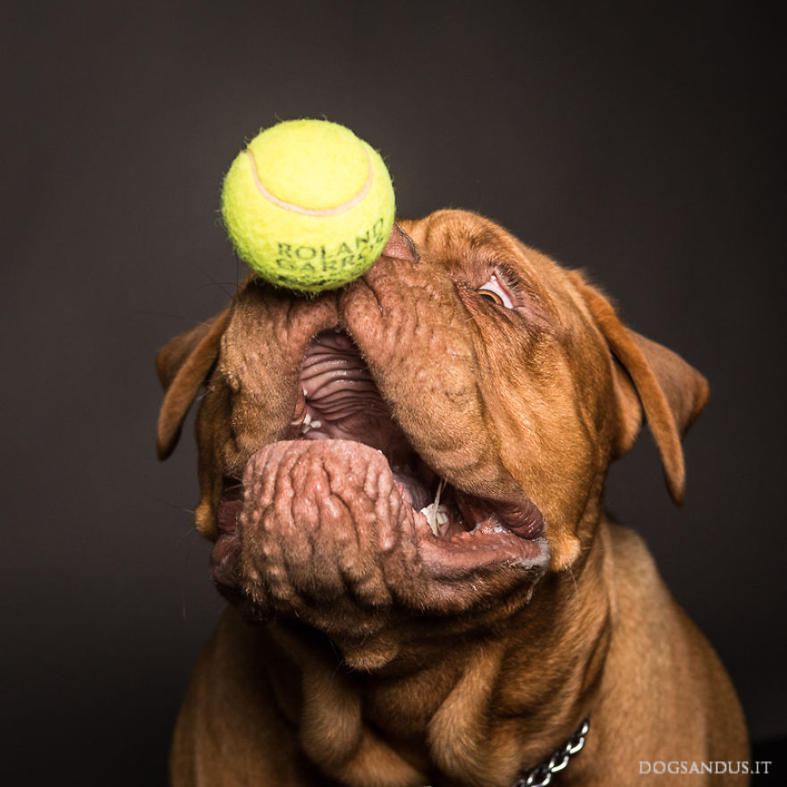 We Capture The Emotions Dogs Express With Their Faces (24 Pics)