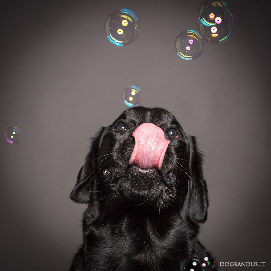 We Capture The Emotions Dogs Express With Their Faces (24 Pics)