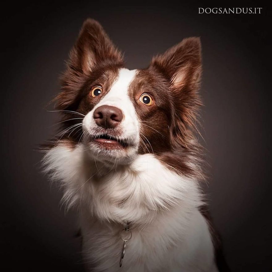 We Capture The Emotions Dogs Express With Their Faces (24 Pics)