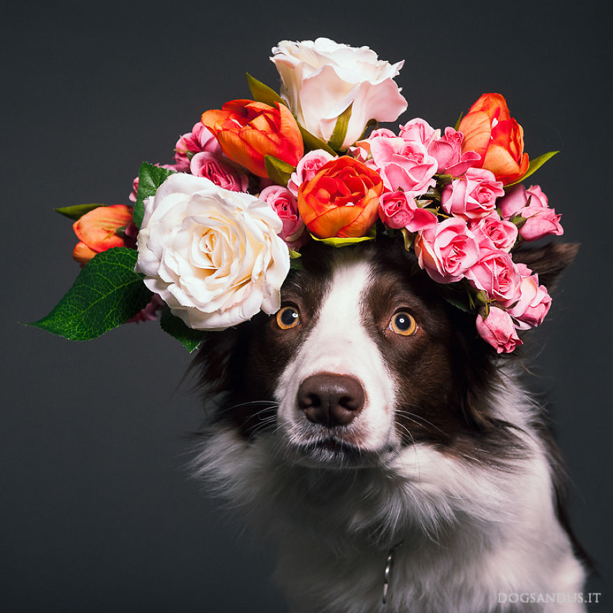 We Capture The Emotions Dogs Express With Their Faces (24 Pics)