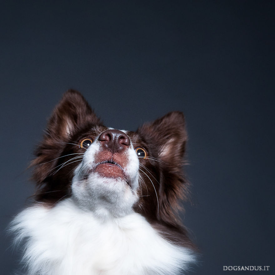 We Capture The Emotions Dogs Express With Their Faces (24 Pics)