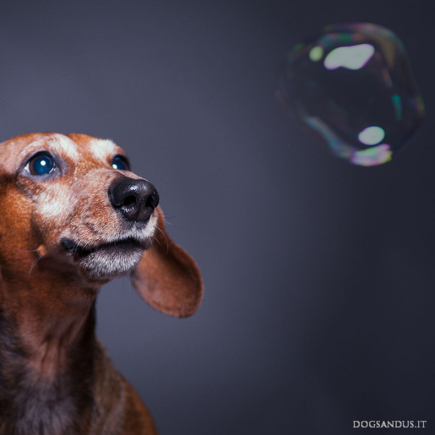 We Capture The Emotions Dogs Express With Their Faces (24 Pics)