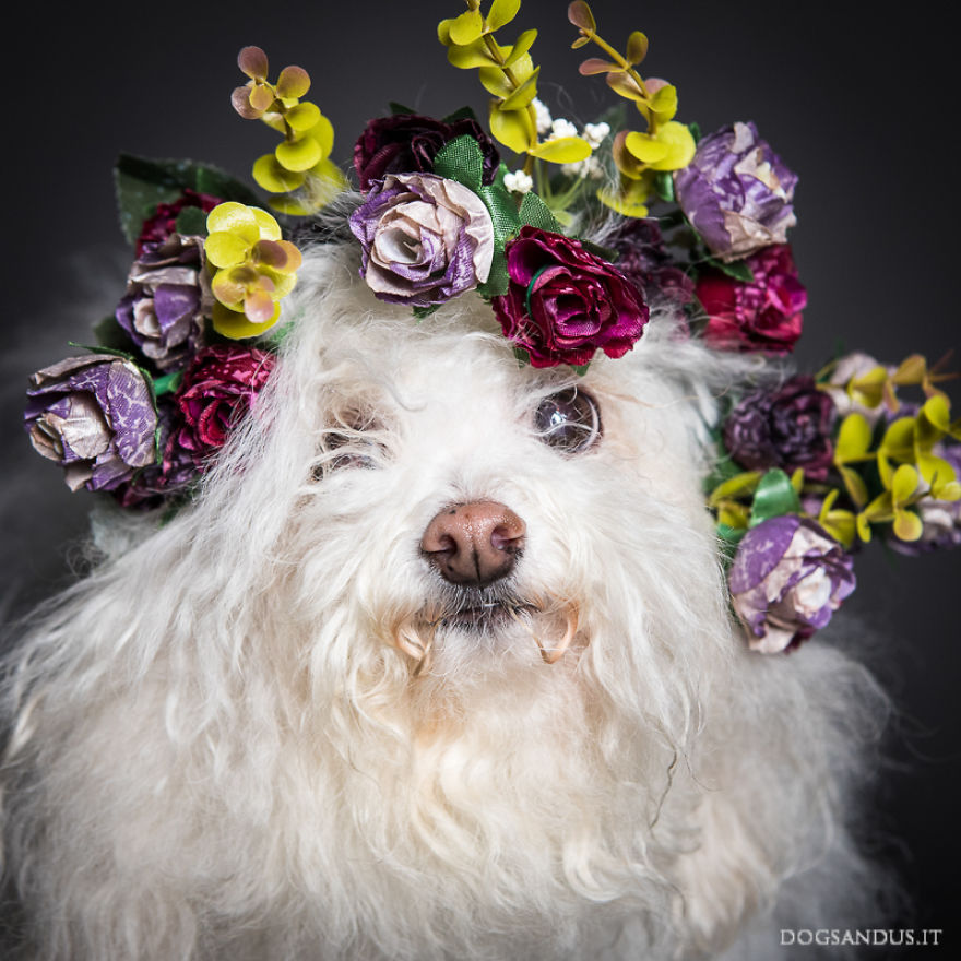 We Capture The Emotions Dogs Express With Their Faces (24 Pics)