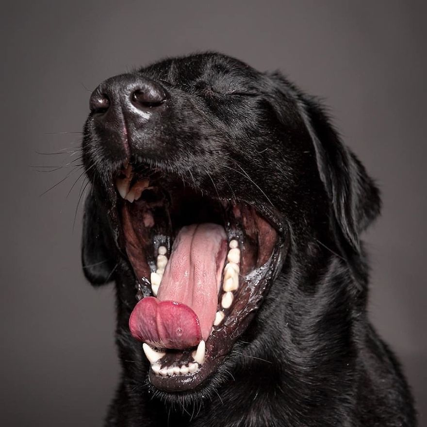 We Capture The Emotions Dogs Express With Their Faces (24 Pics)