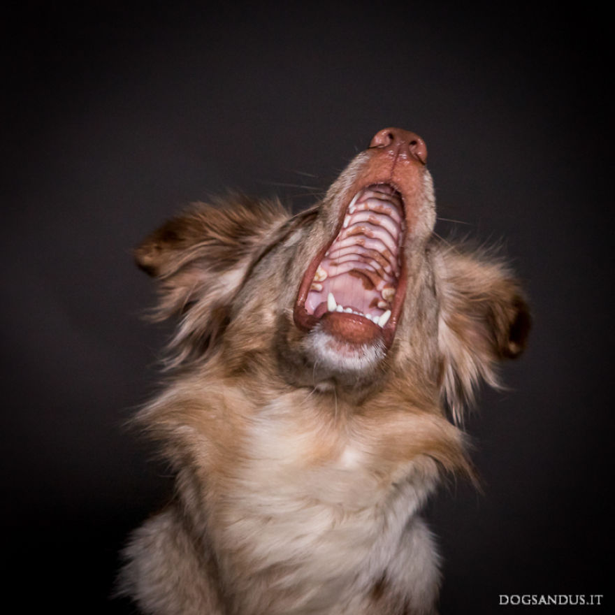 We Capture The Emotions Dogs Express With Their Faces (24 Pics)