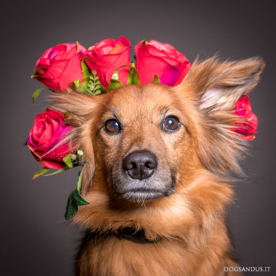 We Capture The Emotions Dogs Express With Their Faces (24 Pics)