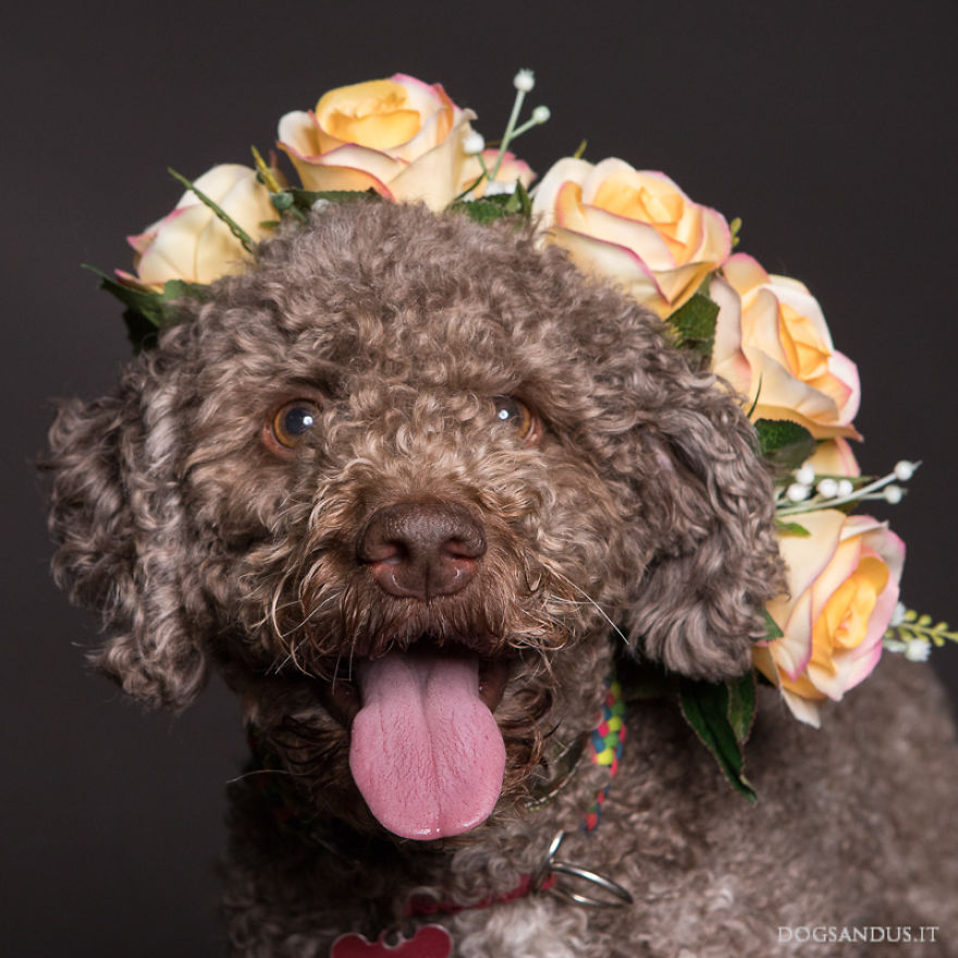 We Capture The Emotions Dogs Express With Their Faces (24 Pics)