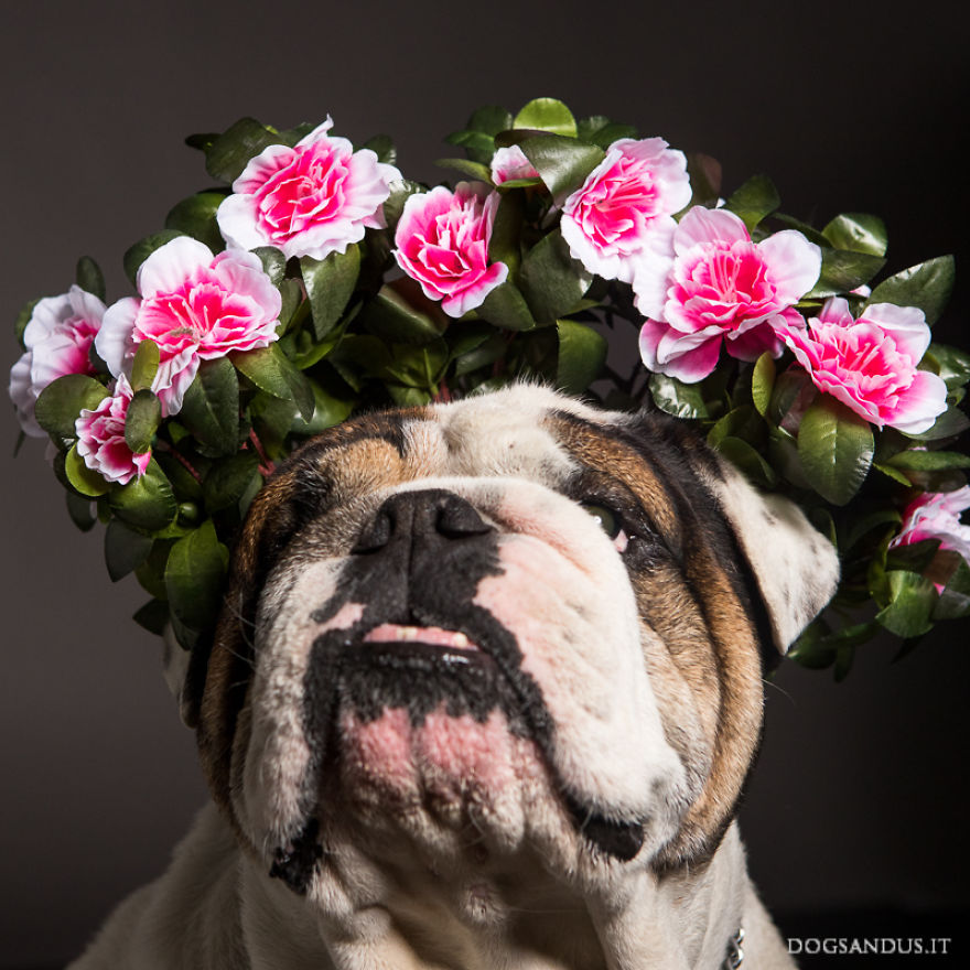 We Capture The Emotions Dogs Express With Their Faces (24 Pics)