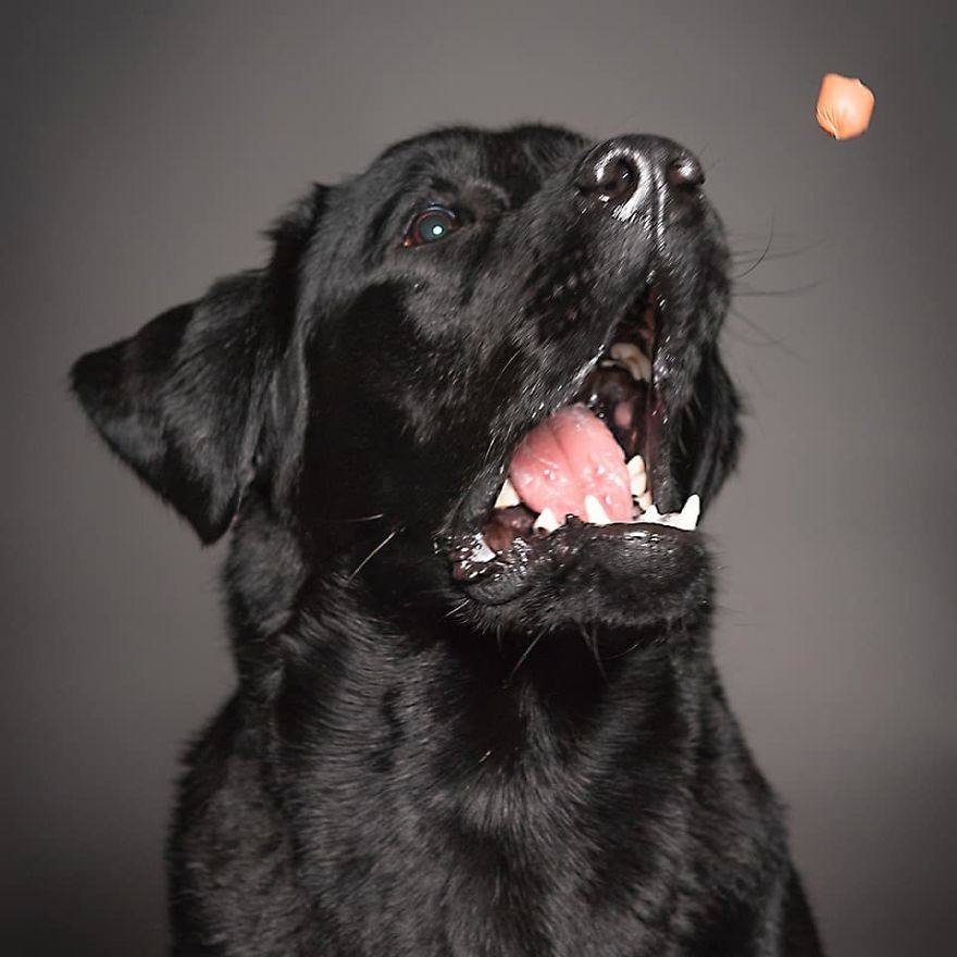 We Capture The Emotions Dogs Express With Their Faces (24 Pics)