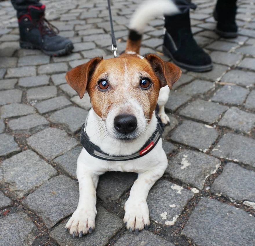We Photograph Dogs Of Strangers On The Streets Of Lithuania – The Country With The Most Canines In The EU (30 Pics) We Photograph Dogs Of Strangers On The Streets Of Lithuania – The Country With The Most Canines In The EU (30 Pics)