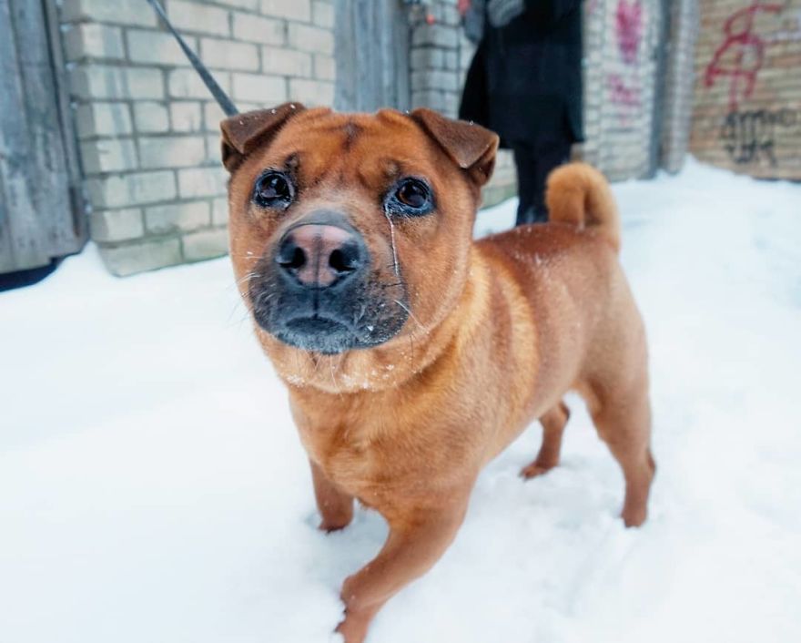 We Photograph Dogs Of Strangers On The Streets Of Lithuania – The Country With The Most Canines In The EU (30 Pics) We Photograph Dogs Of Strangers On The Streets Of Lithuania – The Country With The Most Canines In The EU (30 Pics)