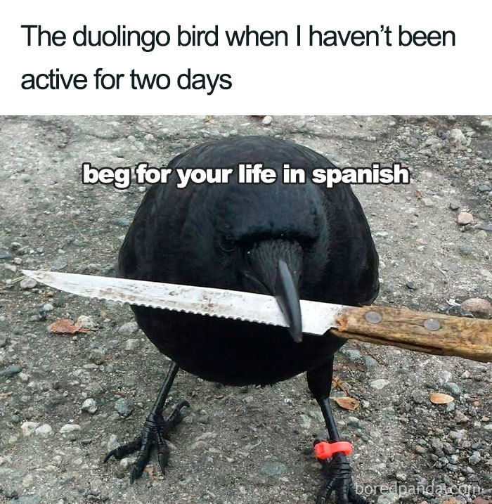 30 Hilarious Duolingo Memes 30 Hilarious Duolingo Memes