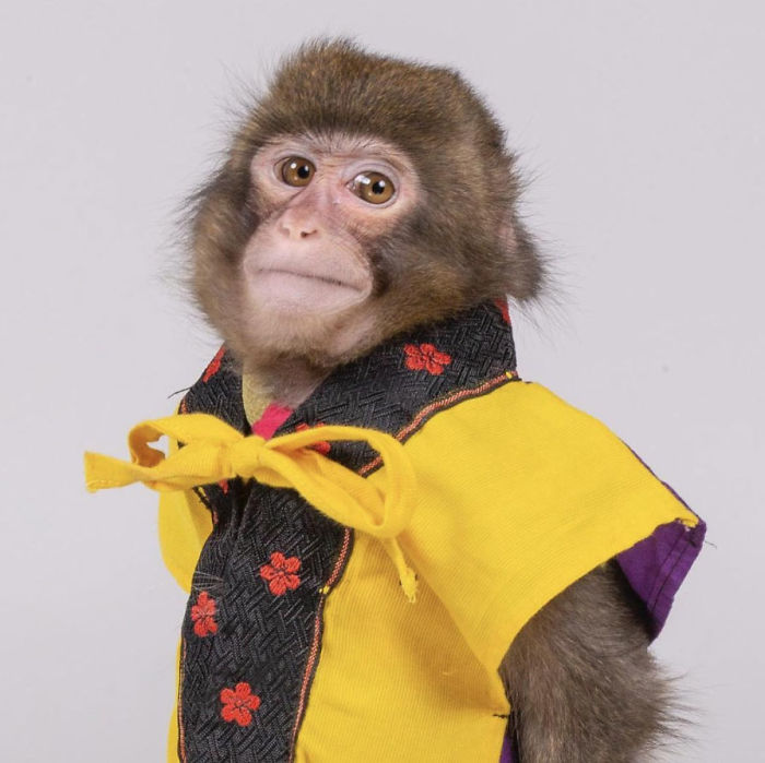 Someone Realizes This Monkey Looks Like Every Journalist And Real Journalists Confirm With 24 Pics Someone Realizes This Monkey Looks Like Every Journalist And Real Journalists Confirm With 24 Pics