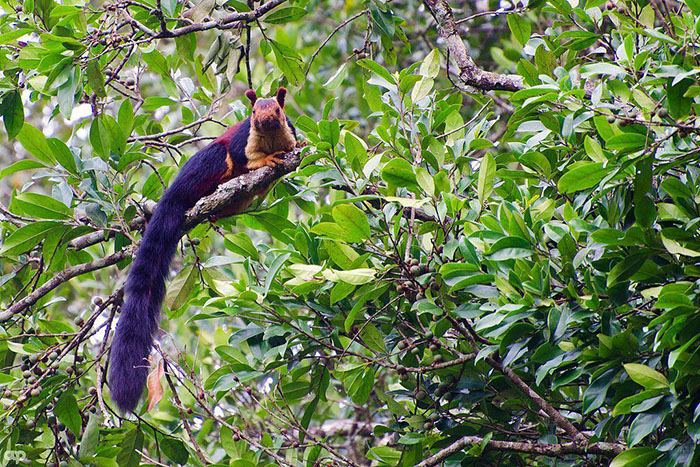 There Are Multi-Colored Giant Squirrels Living In India And People Seem To Have Just Found Out About This (17 Pics) There Are Multi-Colored Giant Squirrels Living In India And People Seem To Have Just Found Out About This (17 Pics)