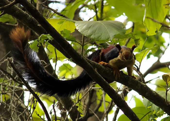 There Are Multi-Colored Giant Squirrels Living In India And People Seem To Have Just Found Out About This (17 Pics) There Are Multi-Colored Giant Squirrels Living In India And People Seem To Have Just Found Out About This (17 Pics)
