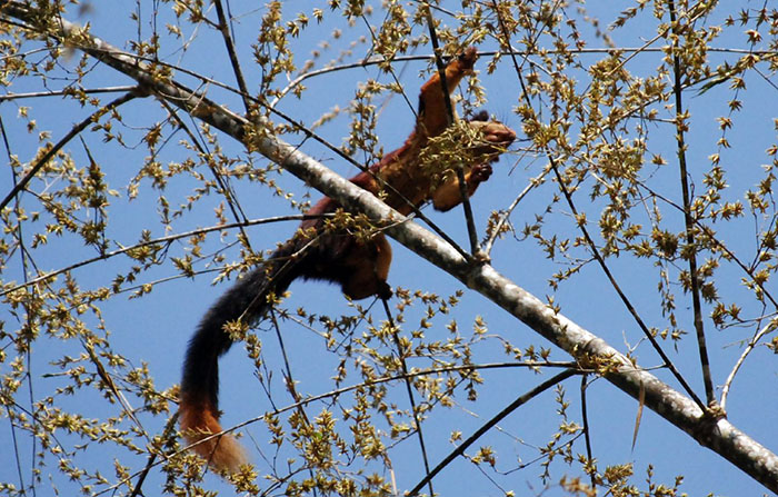 There Are Multi-Colored Giant Squirrels Living In India And People Seem To Have Just Found Out About This (17 Pics) There Are Multi-Colored Giant Squirrels Living In India And People Seem To Have Just Found Out About This (17 Pics)