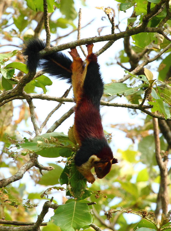 There Are Multi-Colored Giant Squirrels Living In India And People Seem To Have Just Found Out About This (17 Pics) There Are Multi-Colored Giant Squirrels Living In India And People Seem To Have Just Found Out About This (17 Pics)