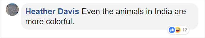 There Are Multi-Colored Giant Squirrels Living In India And People Seem To Have Just Found Out About This (17 Pics) There Are Multi-Colored Giant Squirrels Living In India And People Seem To Have Just Found Out About This (17 Pics)