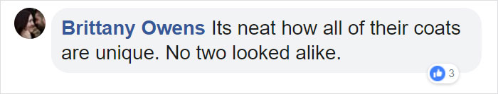 There Are Multi-Colored Giant Squirrels Living In India And People Seem To Have Just Found Out About This (17 Pics) There Are Multi-Colored Giant Squirrels Living In India And People Seem To Have Just Found Out About This (17 Pics)