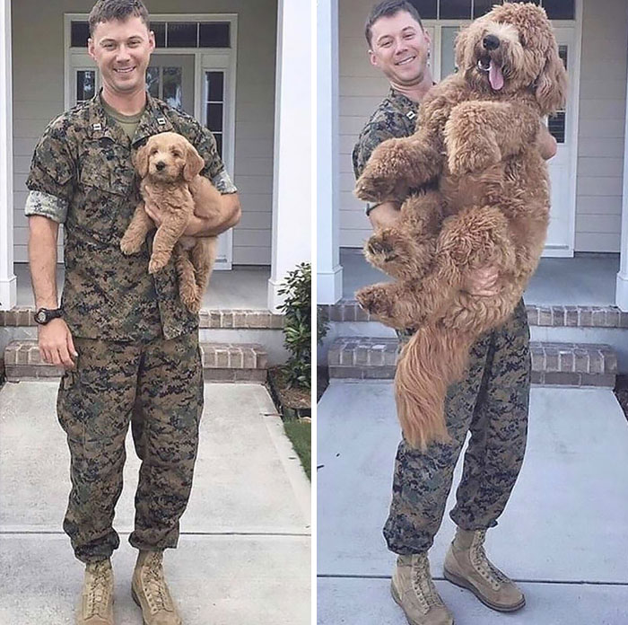30 Ridiculously Adorable Pics Of Big Goldendoodles 30 Ridiculously Adorable Pics Of Big Goldendoodles