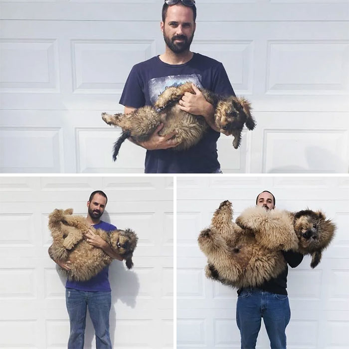 30 Ridiculously Adorable Pics Of Big Goldendoodles 30 Ridiculously Adorable Pics Of Big Goldendoodles