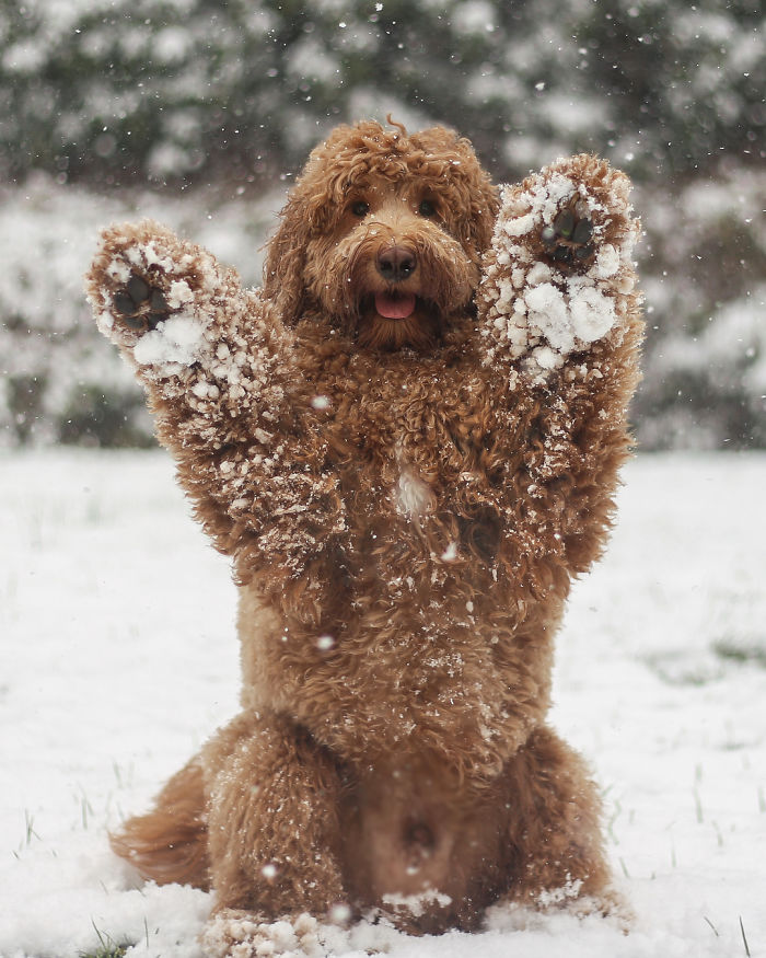 30 Ridiculously Adorable Pics Of Big Goldendoodles 30 Ridiculously Adorable Pics Of Big Goldendoodles