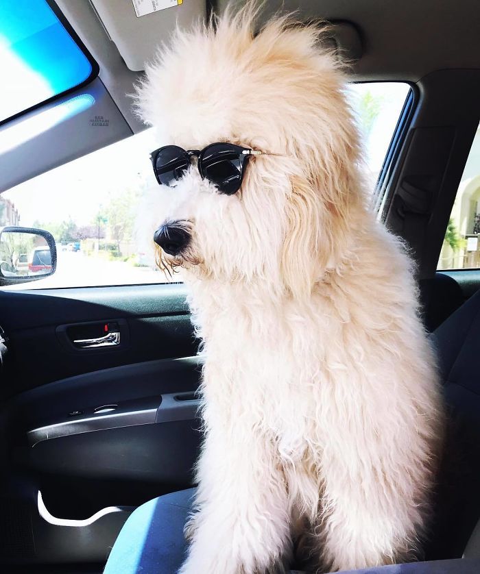 30 Ridiculously Adorable Pics Of Big Goldendoodles 30 Ridiculously Adorable Pics Of Big Goldendoodles