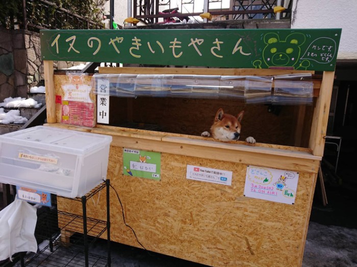 This Roast Potato Store In Japan Is Managed By A Shiba This Roast Potato Store In Japan Is Managed By A Shiba