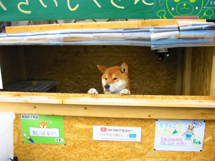 This Roast Potato Store In Japan Is Managed By A Shiba This Roast Potato Store In Japan Is Managed By A Shiba