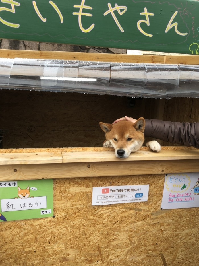 This Roast Potato Store In Japan Is Managed By A Shiba This Roast Potato Store In Japan Is Managed By A Shiba