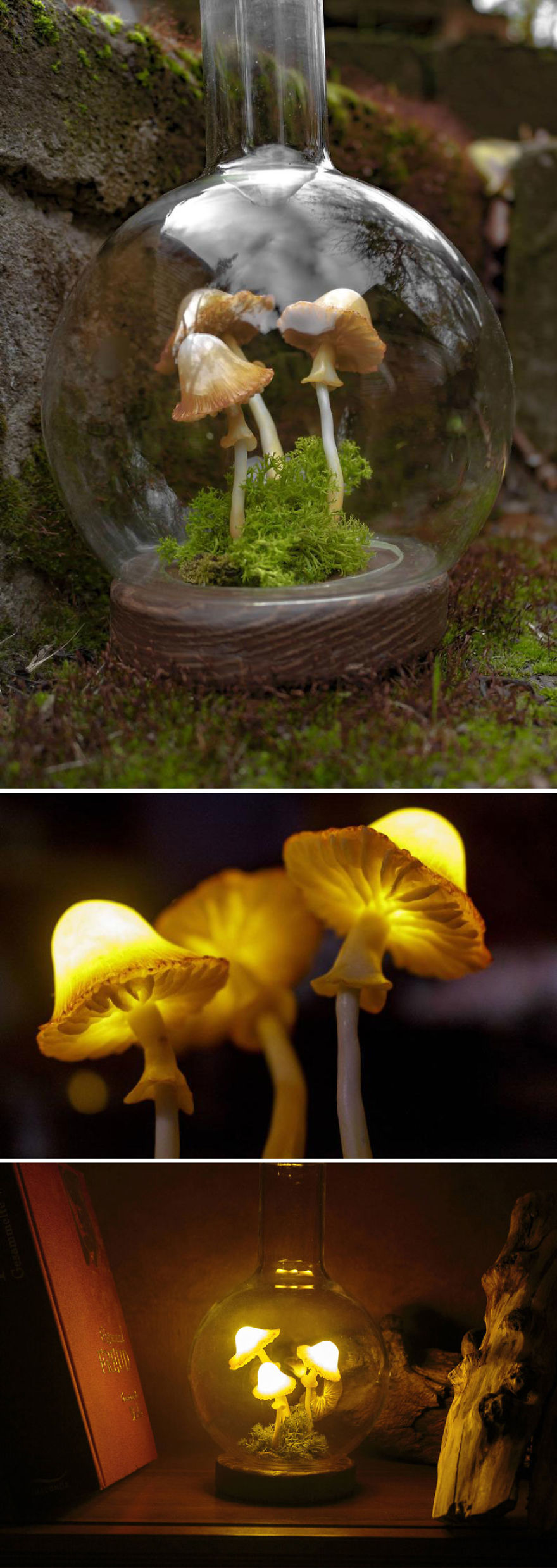 Glowing Mushrooms Made Of Pure Magic Glowing Mushrooms Made Of Pure Magic