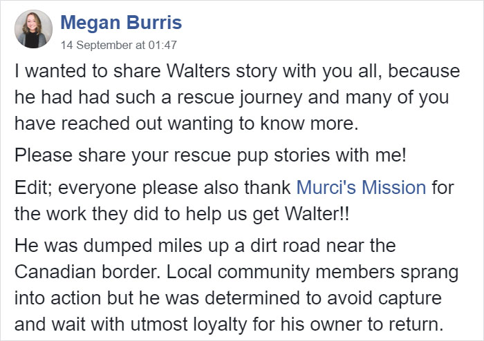 People Are Posting Rescue Dog Stories In Response To This Viral Post About An Abandoned Dog (30 Stories) People Are Posting Rescue Dog Stories In Response To This Viral Post About An Abandoned Dog (30 Stories)