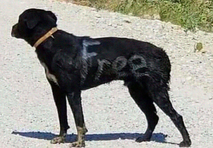 People Are Posting Rescue Dog Stories In Response To This Viral Post About An Abandoned Dog (30 Stories) People Are Posting Rescue Dog Stories In Response To This Viral Post About An Abandoned Dog (30 Stories)