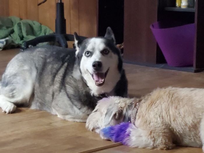 People Are Posting Rescue Dog Stories In Response To This Viral Post About An Abandoned Dog (30 Stories) People Are Posting Rescue Dog Stories In Response To This Viral Post About An Abandoned Dog (30 Stories)