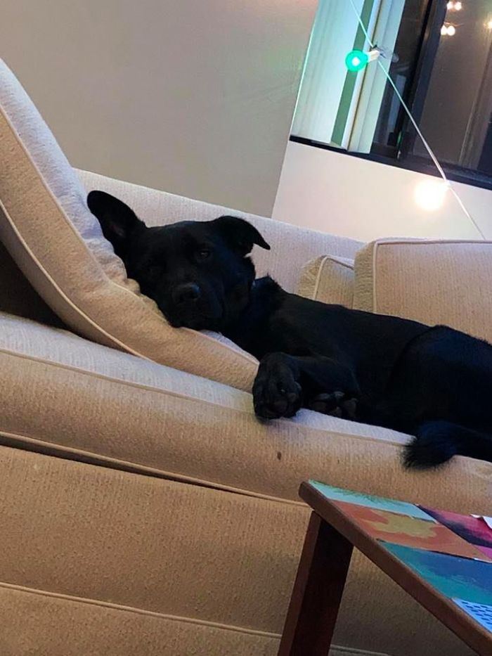 People Are Posting Rescue Dog Stories In Response To This Viral Post About An Abandoned Dog (30 Stories) People Are Posting Rescue Dog Stories In Response To This Viral Post About An Abandoned Dog (30 Stories)