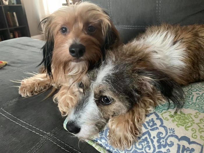 People Are Posting Rescue Dog Stories In Response To This Viral Post About An Abandoned Dog (30 Stories) People Are Posting Rescue Dog Stories In Response To This Viral Post About An Abandoned Dog (30 Stories)