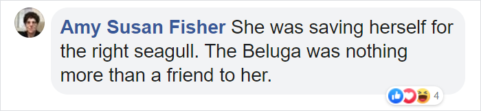 A Beluga Whale Teases A Seagull And Tries To Befriend It In An Adorable Video A Beluga Whale Teases A Seagull And Tries To Befriend It In An Adorable Video
