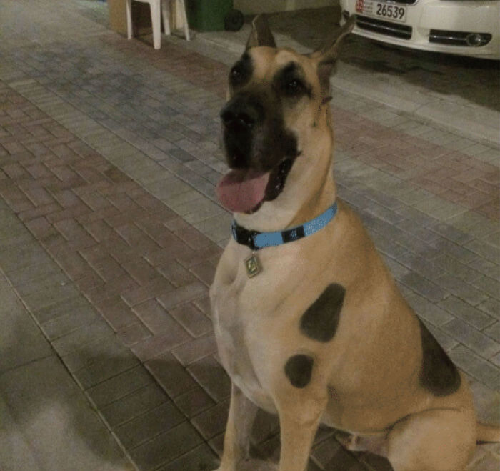 24 Scooby-Doo Lookalikes Just In Time For The Show’s 50 Year Anniversary 24 Scooby-Doo Lookalikes Just In Time For The Show’s 50 Year Anniversary