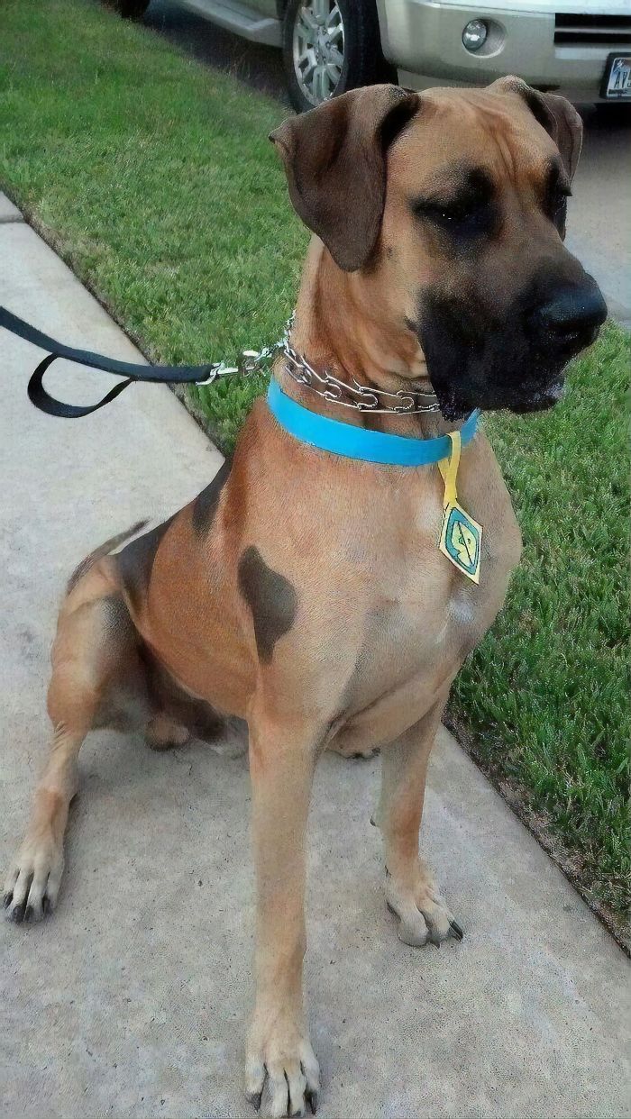 24 Scooby-Doo Lookalikes Just In Time For The Show’s 50 Year Anniversary 24 Scooby-Doo Lookalikes Just In Time For The Show’s 50 Year Anniversary