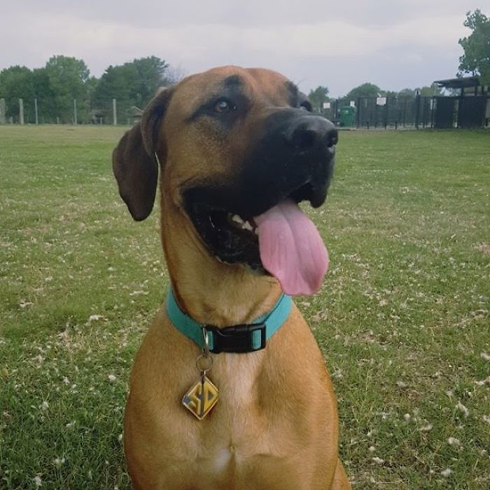 24 Scooby-Doo Lookalikes Just In Time For The Show’s 50 Year Anniversary 24 Scooby-Doo Lookalikes Just In Time For The Show’s 50 Year Anniversary