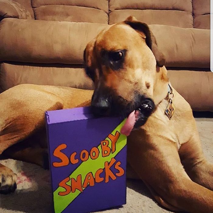 24 Scooby-Doo Lookalikes Just In Time For The Show’s 50 Year Anniversary 24 Scooby-Doo Lookalikes Just In Time For The Show’s 50 Year Anniversary